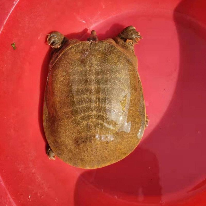 Wild-Caught Live Chinese Soft-Shell Turtles for Consumption as Seafood, Fresh Aquatic Turtles, and Old Turtles with Yellow and Green Shells