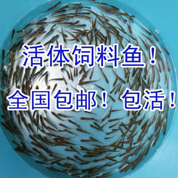 Live Fish Feed Bait for Fish, Wheatgrass Fish, Small Fish Fry, Feeding for Arowana, Rohan, Snapping Turtle, Starter Feed for Fish, Freshwater Fish, Mixed Fish