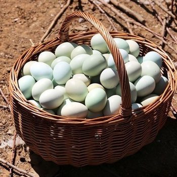 Carefully Selected 40 Green-Shelled Eggs, Fresh Black-Bone Chicken, Local Eggs, Farm-Raised Free-Range Confinement Eggs, Baby Eggs, Authentic Firewood Eggs