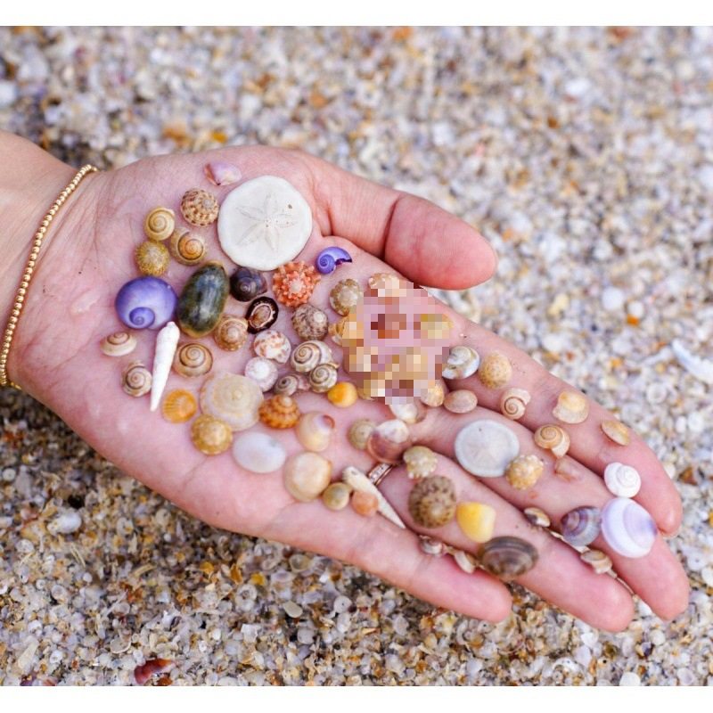 Natural Real Shell Conch Mini Shell Decoration Handmade Shell Photo Frame Storage Box Fish Tank Landscaping