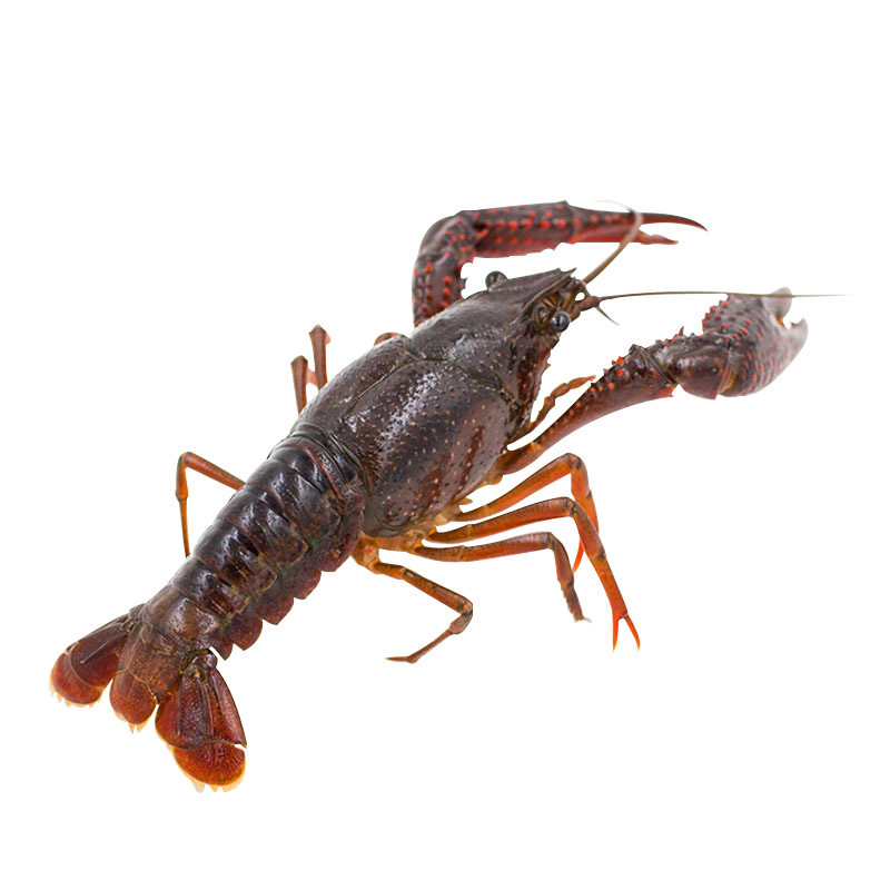 Directly Shipped from Hubei, Live Crayfish, Fresh Live Shrimp, Commercial Wholesale of Crayfish, Freshly Caught Clear Water Shrimp