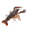 Directly Shipped from Hubei, Live Crayfish, Fresh Live Shrimp, Commercial Wholesale of Crayfish, Freshly Caught Clear Water Shrimp
