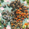 Cross-border Product Simulation Small Acorn Hazelnut Hazelnut Nut Pine Real Shell Acorn Ornaments Christmas Decoration Spot
