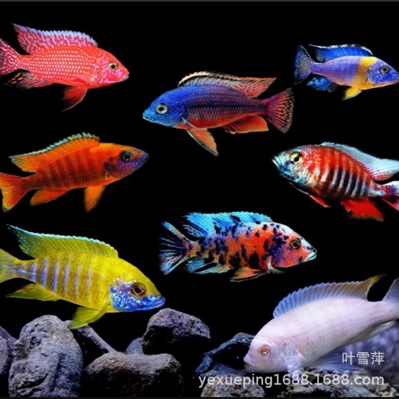 Snapper Sanhu Cichlid Fish Black Line Prince Live Horse Snapper Tan Carving Resistant and Easy to Maintain Tropical Ornamental Fish Freshwater Fish Wholesale