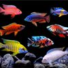 Snapper Sanhu Cichlid Fish Black Line Prince Live Horse Snapper Tan Carving Resistant and Easy to Maintain Tropical Ornamental Fish Freshwater Fish Wholesale