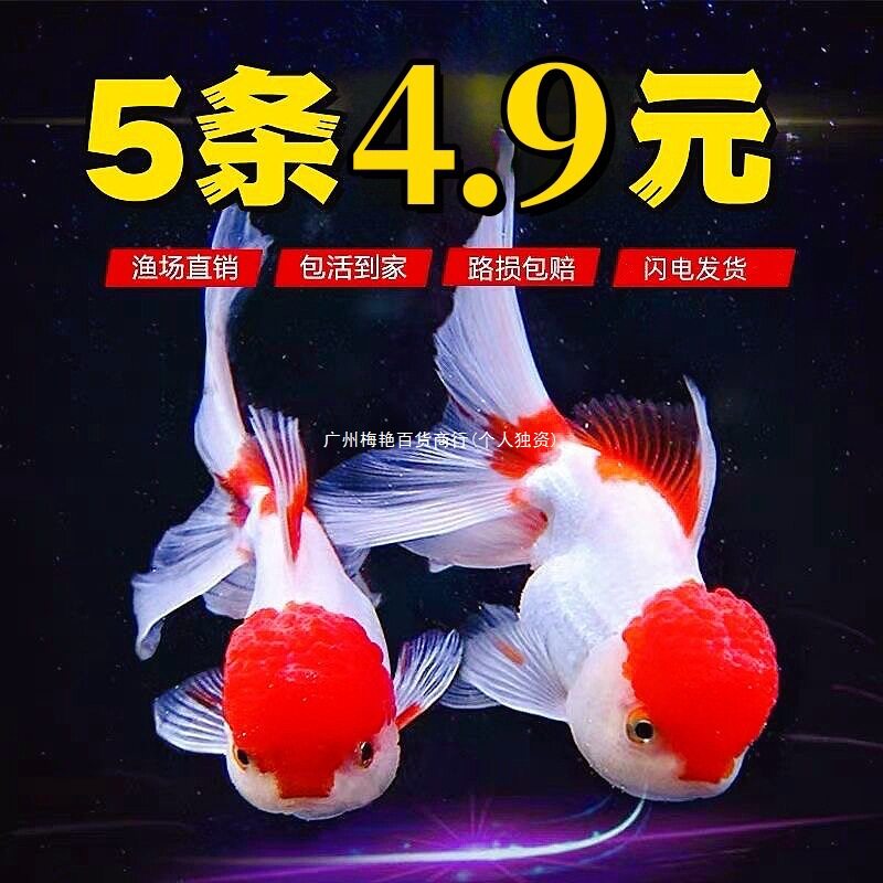 Pet Miao Thai Lion Small Freshwater Hardy Fish Cold Water Fish Ornamental Fish Goldfish Ornamental Fish Koi Lan Shou