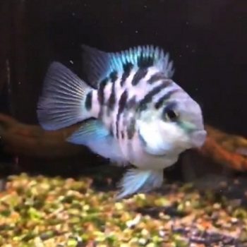 Mini Blue Treasure Parrot Parrot Fish Ornamental Fish Pet Fish