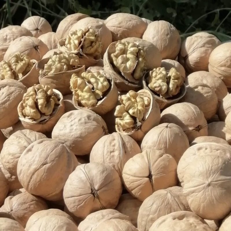 Xinjiang Paper-Skinned Walnuts 185, Thin-Skinned and Thick-Fleshed, Original Flavor, New Raw Walnuts in Bulk, Support Dropshipping of Thin-Skinned Walnuts