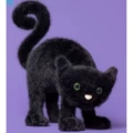 Startled cat