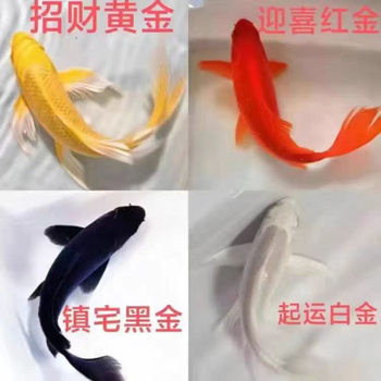 Fish Ornamental Fish Yellow Koi Goldfish Live Fish Koi Cold Water Fish Small Freshwater Fish Easy to Raise and Live Black Koi