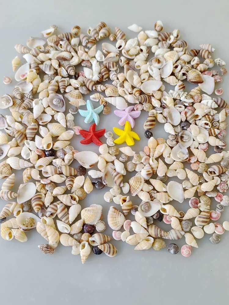 Weighing Shells Handmade DIY Kindergarten Conch Rice Snail Mini Small Shell Decoration Drift Bottle Material