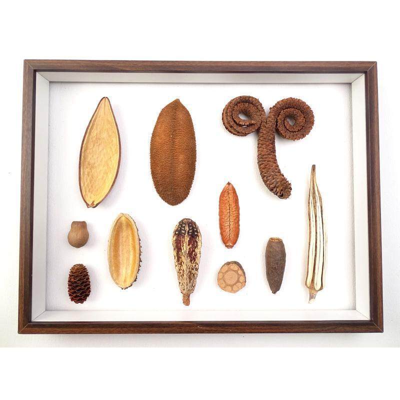 South American and South African Brazilian Fruit Shell, Hot-Beattiba Fruit, Terelong Beta Fruit, Hedgehog Shell, Handmade DIY Photo Frame Teacher's Day