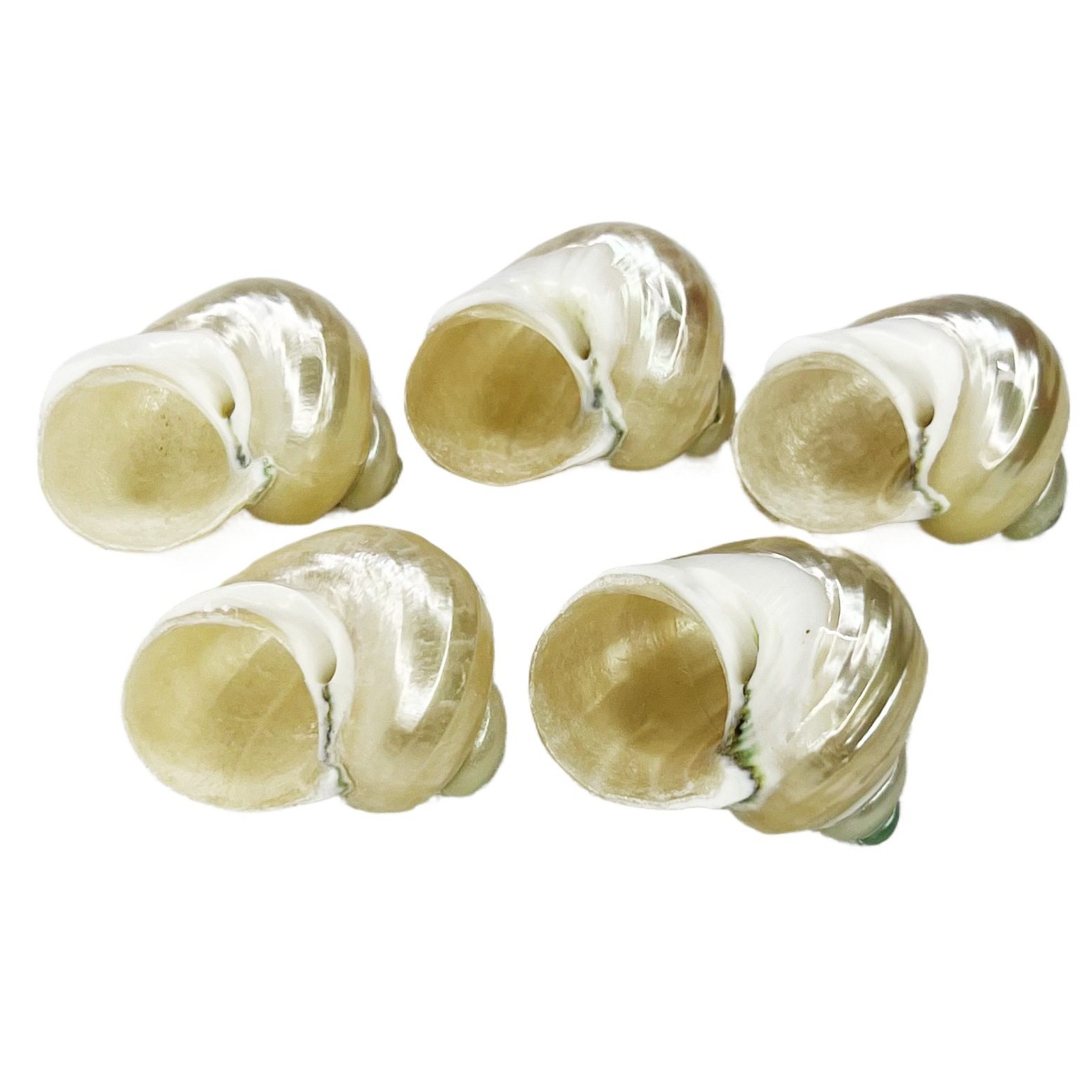 Natural Shell Conch Fluorescent Snail Hermit Crab Replacement Shell Roll Shellfish House Fish Tank Aquarium Decoration