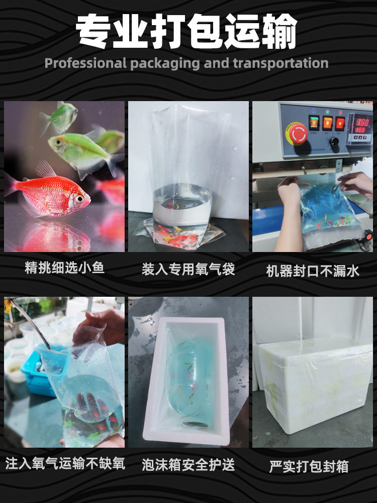 Angelfish Ornamental Fish Hardy Small Tropical Fish Freshwater Fish Colorful Zebra Light Fish Group Swimming Fish Live Fish Fry