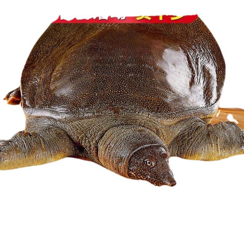 Fresh Live Turtle Wholesale, Free Shipping for Fresh Male Turtles, Edible Fresh Braised Turtles, Chinese Turtle, Water Turtle, Cross-Border Shipping