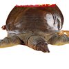 Fresh Live Turtle Wholesale, Free Shipping for Fresh Male Turtles, Edible Fresh Braised Turtles, Chinese Turtle, Water Turtle, Cross-Border Shipping