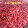 Indian Pepper, Extra Spicy New Product, Clean and Heavy Color, Extra Spicy and Spicy, Large Quantity Discount, Indian Pepper King