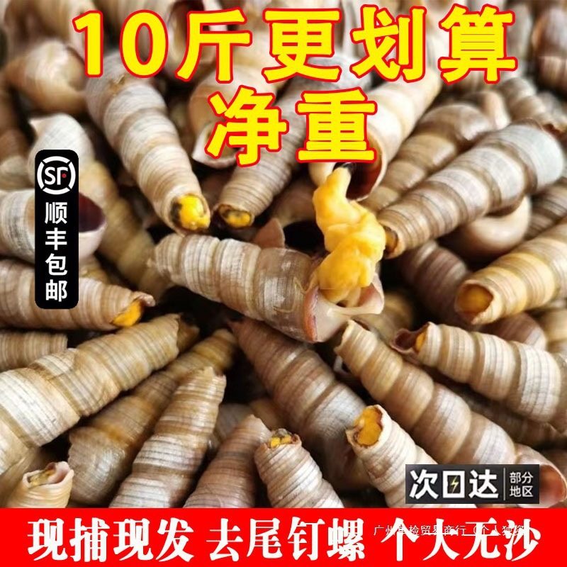 Fresh Live Large Cone Snails Without Tails, Fresh Sea Snails, Spicy Seafood, Free Shipping for Commercial Use Abalone