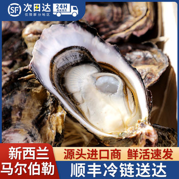 New Zealand Imports Marlborough Oysters, Fresh Oysters, Wholesale, Western Restaurant Oyster Bar, Hotel Direct Supply, Fresh