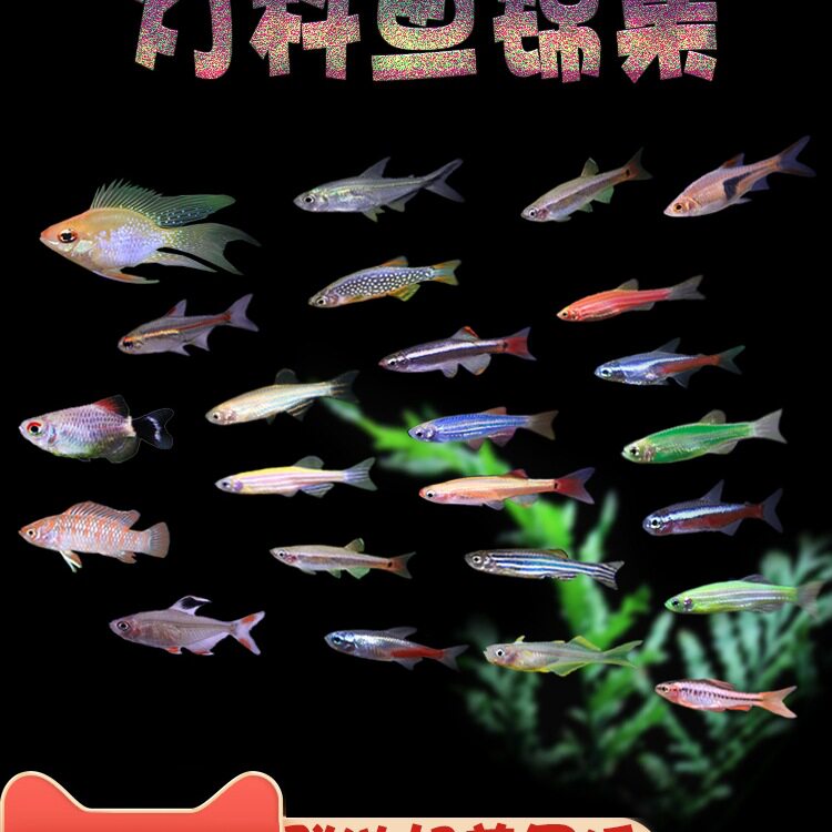 Zebrafish Traffic Light Fish Tropical Freshwater Live Ornamental Angel Pet Small Treasure Lotus Lantern Peacock Group Swimming Fish