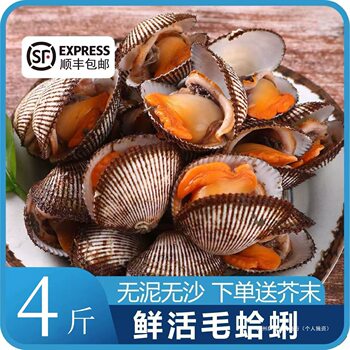 Fresh Seafood: Hairy Clams, Hairy Oysters, Freshly Caught Hairy Shellfish, Aquatic Products, Live Clams, Freshly Caught Abalone