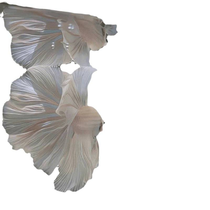 Wholesale Supply of Tropical Fish Ornamental Fish Wholesale Thai Betta Live Stall Half-Month Aquarium Pet Creative