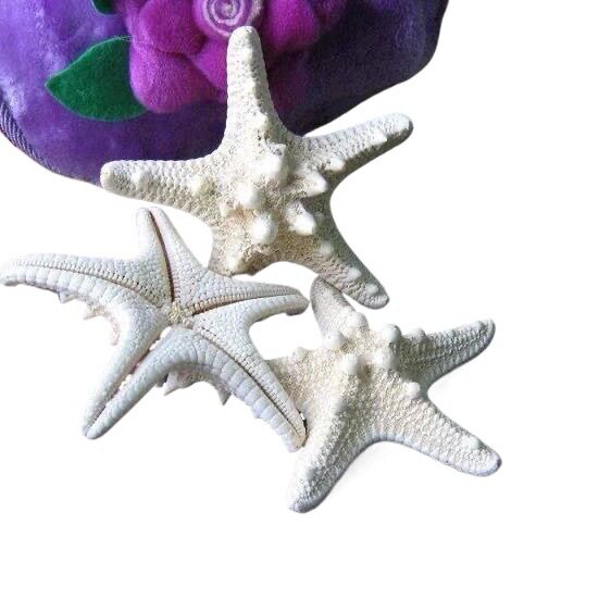Natural Shell Conch Starfish Sea Urchin Shell Kindergarten Handmade DIY Shell Photo Frame Fish Tank Landscaping Large Conch Shell