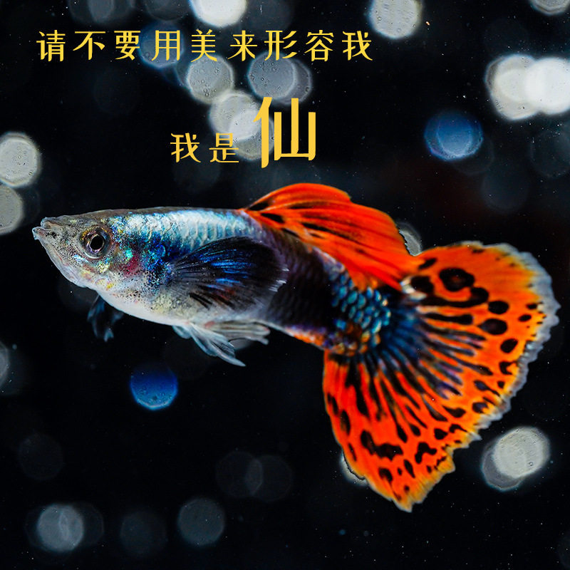 Guppy Live Fish Premium Purebred Large Tail Gravid Female Fry Ornamental Fish Tropical Fish Easy to Breed