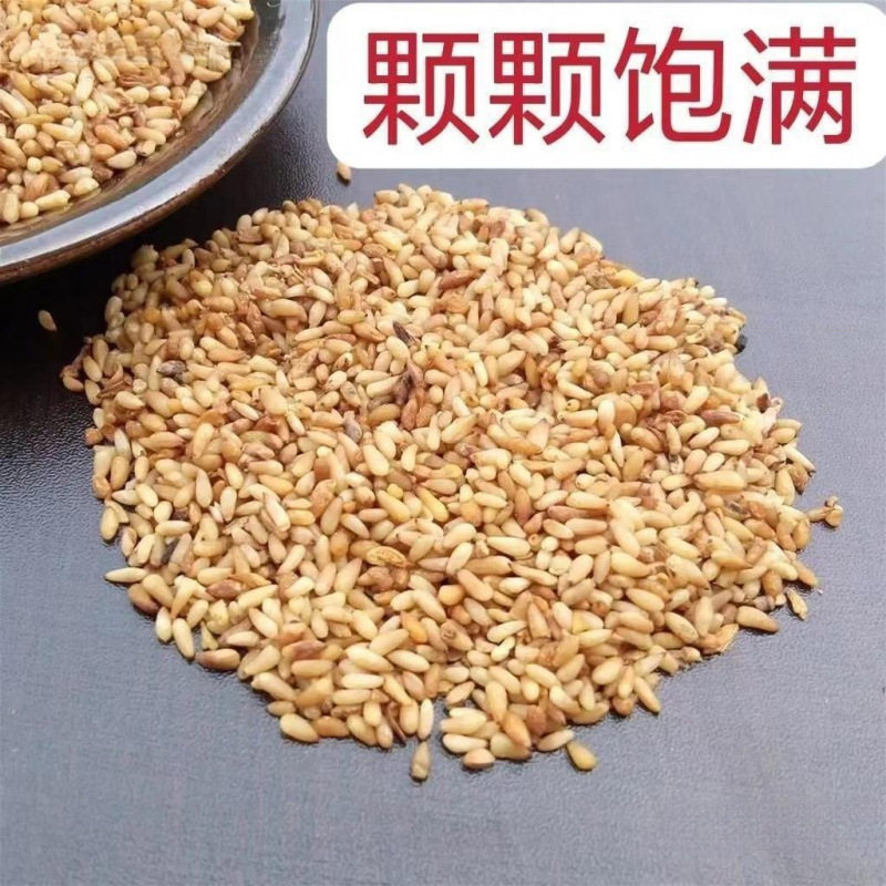 W material cypress kernels 500g new goods shelled pine nuts cypress kernels cypress kernels tea powder cypress kernels wholesale