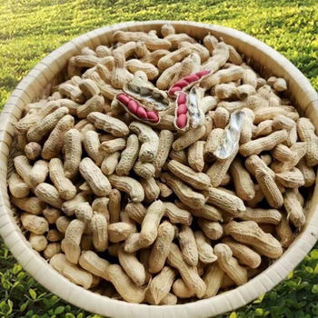 New Arrival Red-Skinned Peanuts Four Red-Skinned Peanuts with Shells