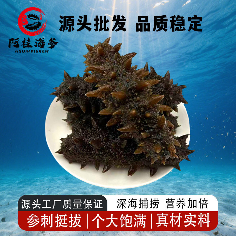 [0.5kg Direct Delivery]Wild Sea Cucumber Ready-To-Eat Dalian Fresh Sea Cucumber Sea-Resident Sea Cucumber Gift Box Instant Fresh Sea Cucumber