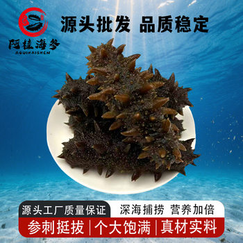 [0.5kg Direct Delivery]Wild Sea Cucumber Ready-To-Eat Dalian Fresh Sea Cucumber Sea-Resident Sea Cucumber Gift Box Instant Fresh Sea Cucumber