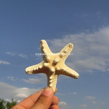 Natural Starfish, Large Starfish, Conch Shell, Mini Starfish, Handmade DIY Photo Frame, Drift Bottle, Finger Starfish