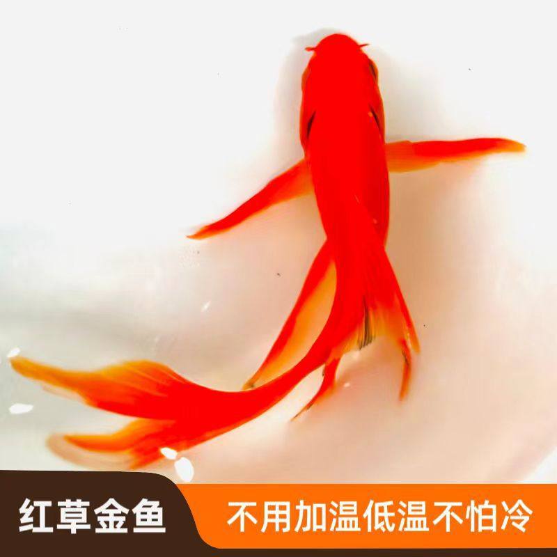 Red Grass Goldfish Is Easy to Raise and Long-Tailed Red Grass Ornamental Fish Koi Live Cold Water Fish Koi Red Grass Freshwater Fish