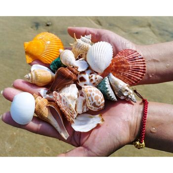 Shell Conch Starfish Package Fish Tank Aquarium Floor Window Landscaping Ornaments Kidsren's Toys Birthday Gifts