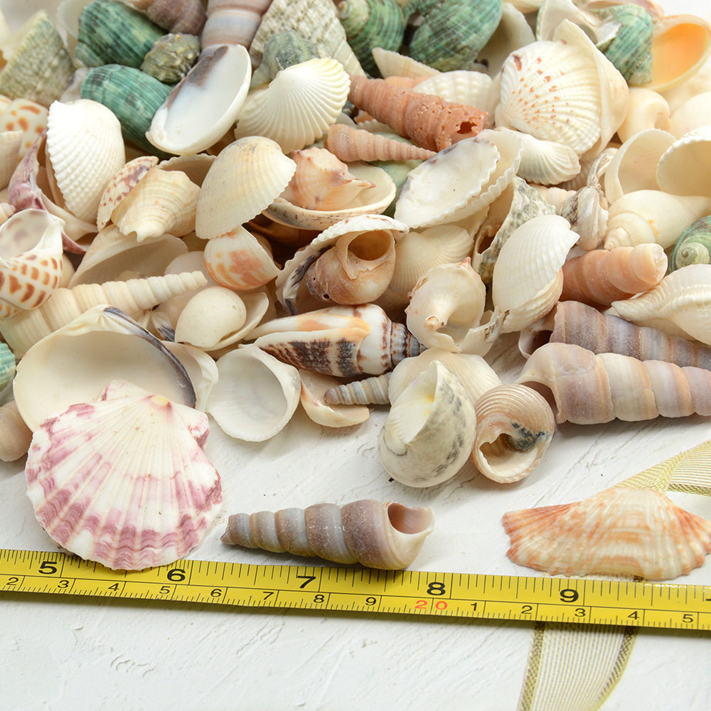 Natural Conch Shells, Colored Scallops, Handmade DIY Small Shells, More Than 20 Mixed Fish Tank Landscaping, Children's Day Materials