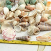 Natural Conch Shells, Colored Scallops, Handmade DIY Small Shells, More Than 20 Mixed Fish Tank Landscaping, Children's Day Materials