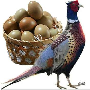 60 Pieces of Colorful Green-Shelled Mountain Eggs and Black Eggs Mixed with Fresh Free-Range Eggs in a Box