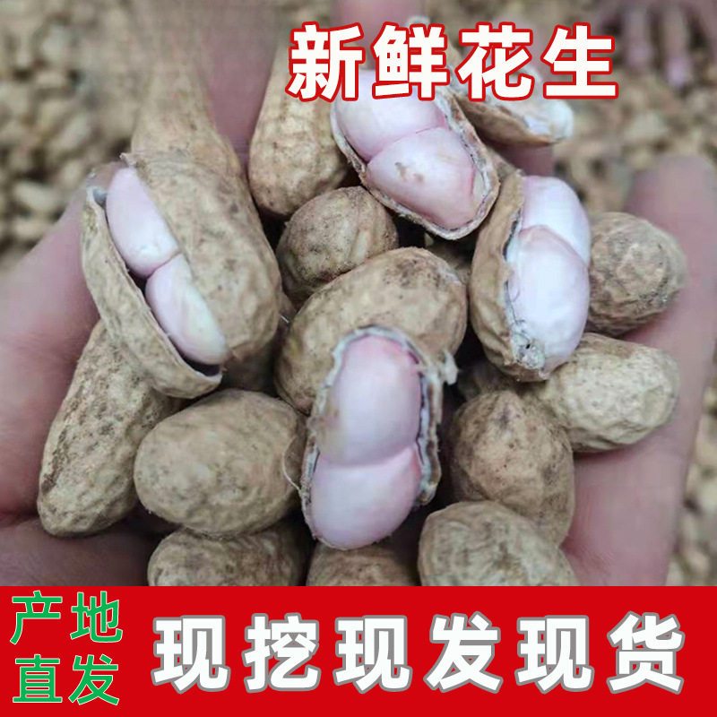 20 Fresh Shelled Fresh Peanuts Dug Every Day and Freshly Dug with Red Skin and Pink Skin Wet Peanuts Farm Shelled Raw Peanuts