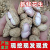 20 Fresh Shelled Fresh Peanuts Dug Every Day and Freshly Dug with Red Skin and Pink Skin Wet Peanuts Farm Shelled Raw Peanuts