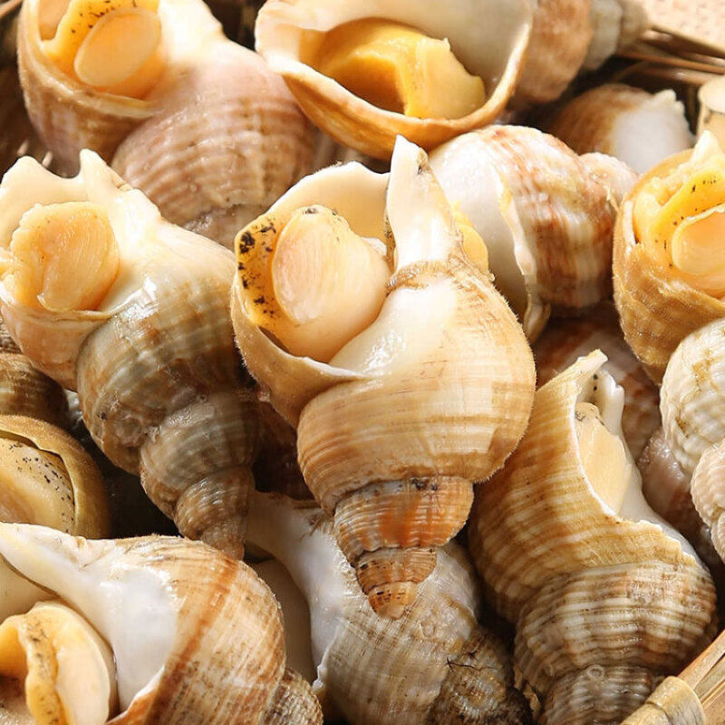 Frozen White Snails from the Uk, Imported from Ireland, North Eel Snails, North Eel Snails with Shells, Seafood, 15-25 Pieces, Deep-Sea Wild-Caught