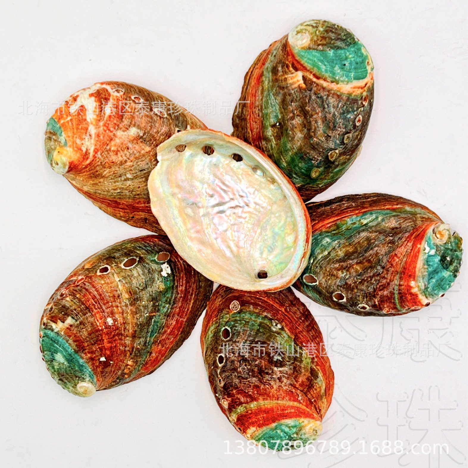 Sell color mini small abalone shell aquarium landscape optimization conch shell craft pearl ornaments