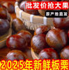 2025 Fresh Dandong Chestnuts 2.5kg Fresh Chestnuts Tender Large Chestnuts Wild Qianxi Chestnuts Oil Cone Chestnuts