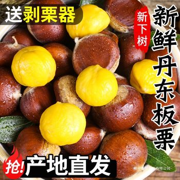 Dandong Fresh Chestnuts Seasonal Fresh Fruit Whole Box Tender Wild Chestnuts Cone Chestnuts Farm Chestnut Kernels