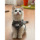 Немецкая одежда для кошек, дышащая одежда для котят весной и летом, тонкая одежда для кошек Finks без рукавов, одежда для прогулок с домашними животными на двух ногах mini 1