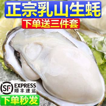 Sf Express Free Shipping with Shell Lishan Oysters Fresh Lishan Fresh Oysters Sea Oysters Seafood Aquatic Shellfish