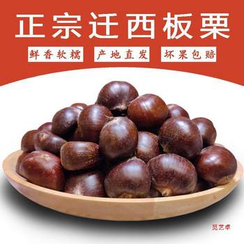 Hebei Fresh Qianxi Chestnut Origin Yanshan Wild Shelled Oil Chestnut Large Fruit Raw Chips Wholesale Wedding
