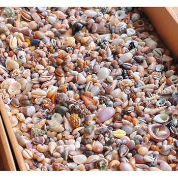 Natural Real Shell Conch Mini Shell Decoration Handmade Shell Photo Frame Storage Box Fish Tank Landscaping