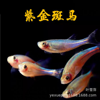 Purple Gold Zebrafish Small Ornamental Fish Native Freshwater Fish Cold Water Fish Rose Gold Line Half Line Dan Fish Big Class Zebrafish