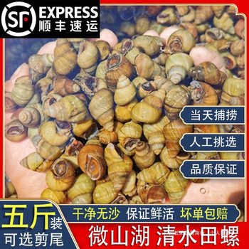 Fresh Live Snails from Shuifeng, Selected from Weishan Lake, Sand-Free and Mud-Free, Tail-Cut Snail Meat for Commercial Use